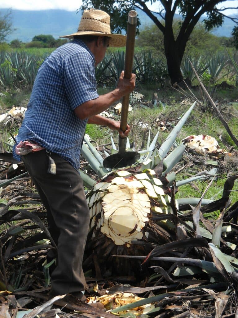 Homme séparant le coeur de l'agave