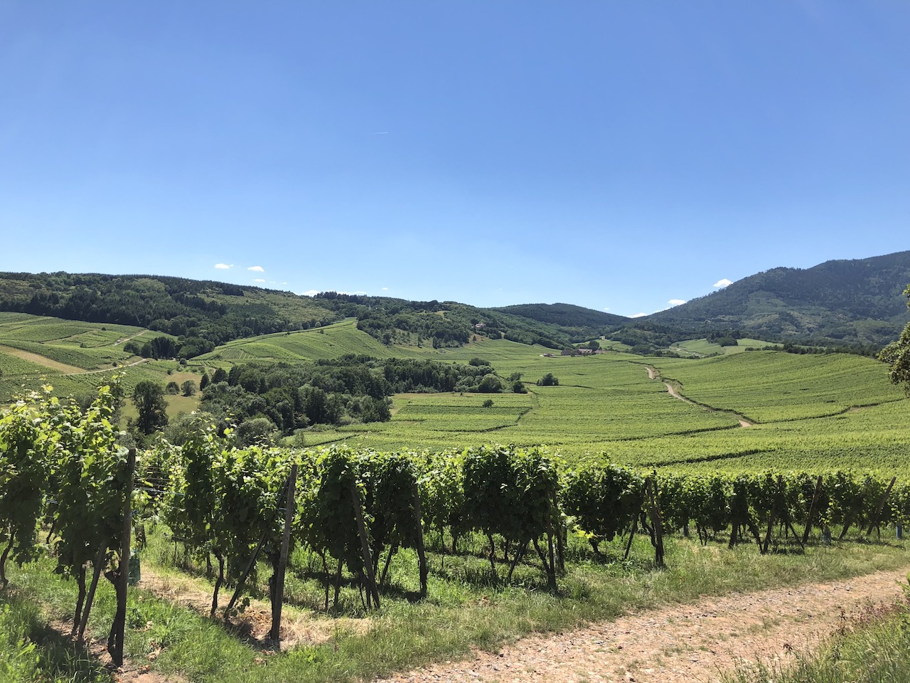 Feuilleton de l’été S01E08 : L’Alsace et sa route des vins – Domaine Ostertag – Epfig