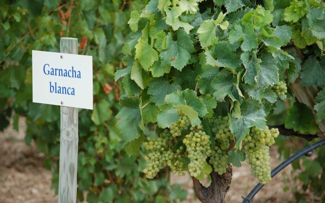 Découvrez le goût et la tradition du vin espagnol : les régions de production, les cépages et les appellations.