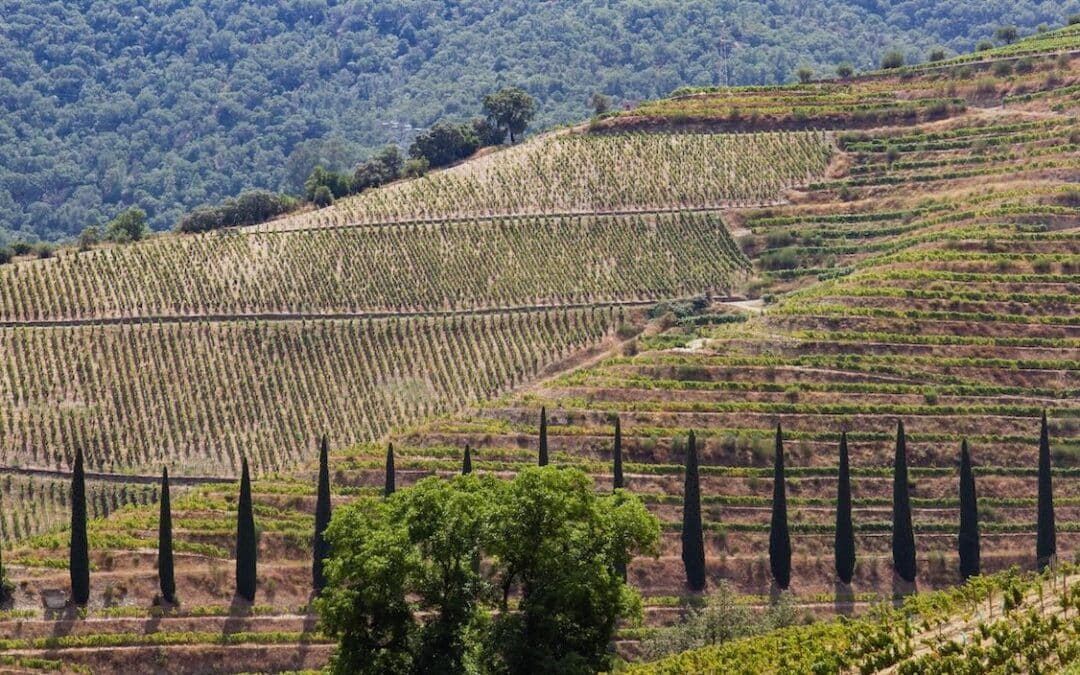 Découverte du vin portugais : régions de production, cépages et histoire