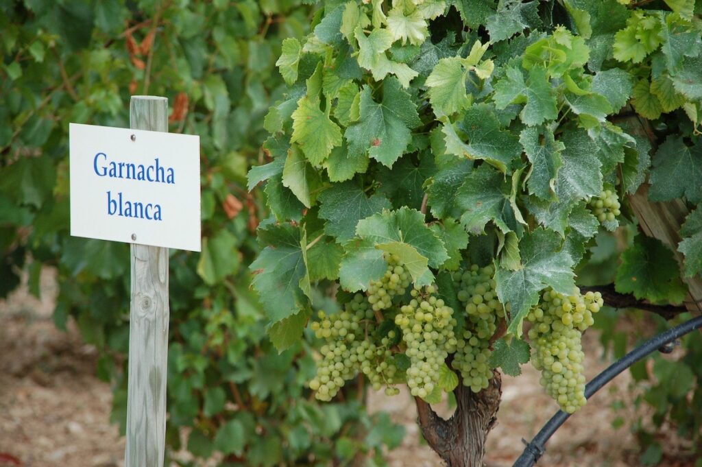 Vigne de grenache blanc en Espagne