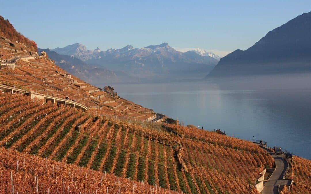 Paysage de vignes en Suisse