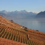Paysage de vignes en Suisse
