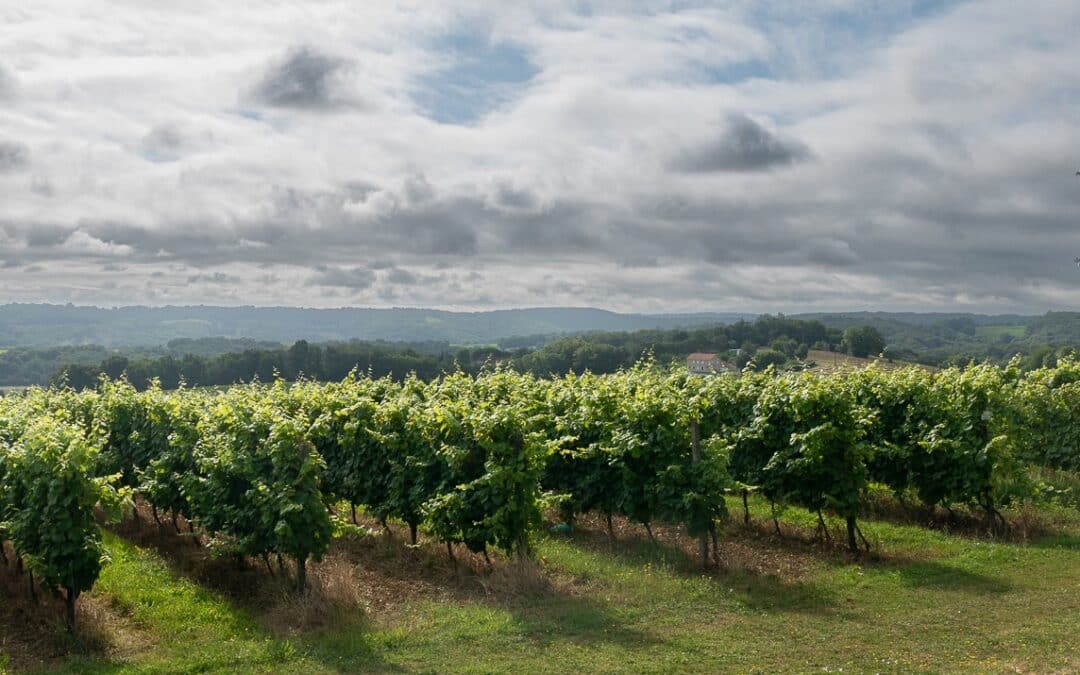 A la découverte des vins de Plaimont 3/3 : Madiran et Pacherenc du Vic-Bilh