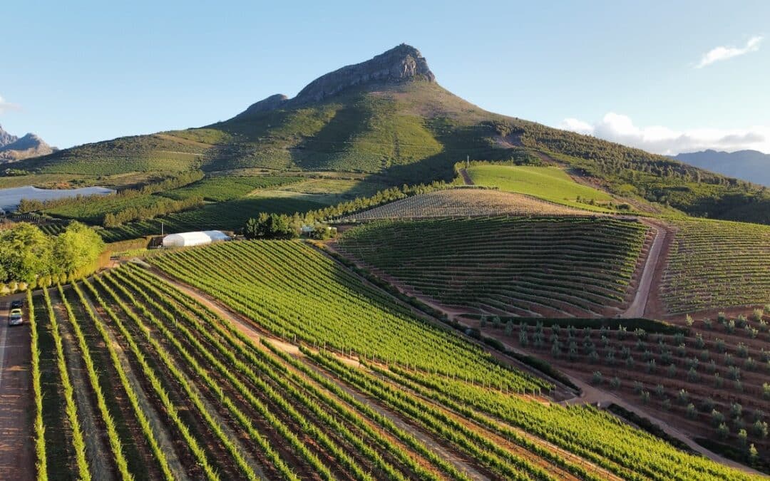 Paysage de Stellenbosch