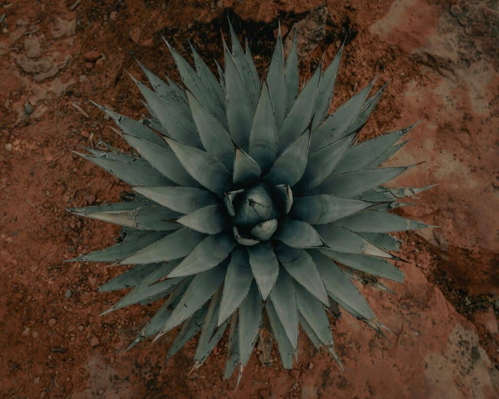 Agave