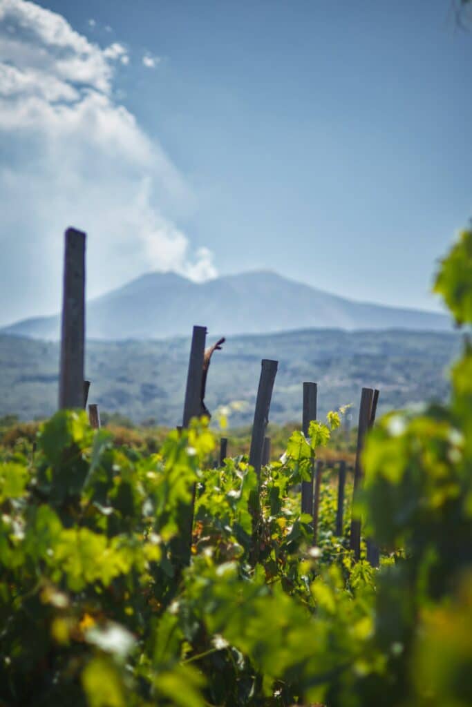 Vins de l'Etna