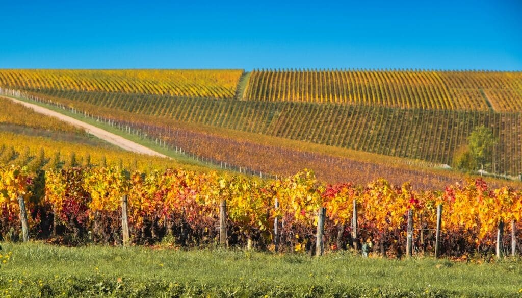 Vignes de sauvignon blanc à Verdigny